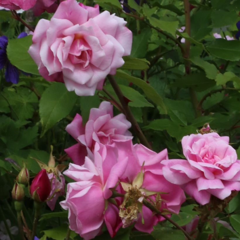 Rosa chinensis Old Blush - Rosa cinese (Fioritura)