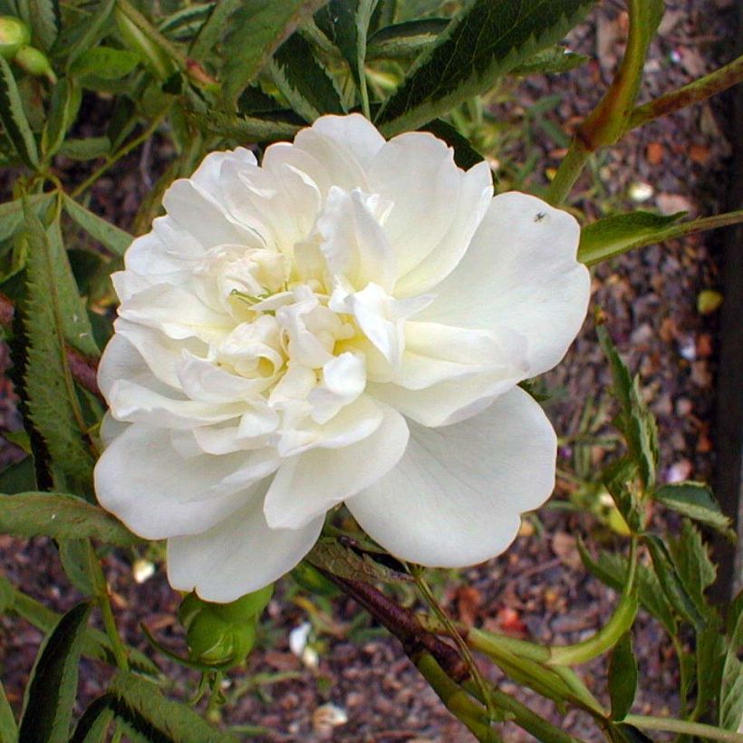 Rosa cannabifolia - Rosa botanico (Fioritura)