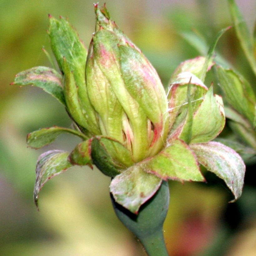 Rosa chinensis Viridiflora - Rosa cinese (Fioritura)