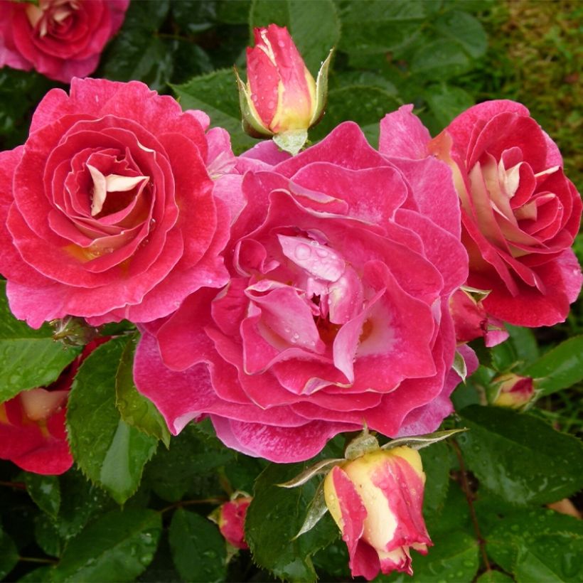 Rosa polyantha Aline Mayrisch Rose (Porto)