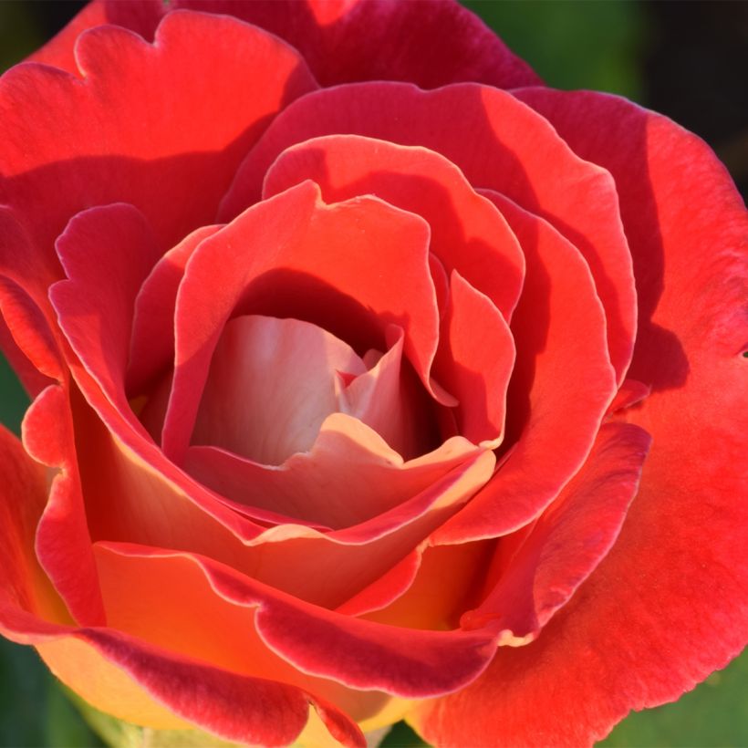 Rosa polyantha Aline Mayrisch Rose (Fioritura)