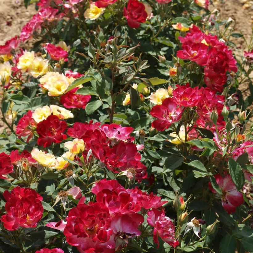 Rosa polyantha Quinte Flush (Porto)