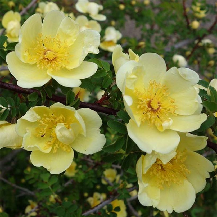 Rosa hugonis - Rosa botanico (Fioritura)