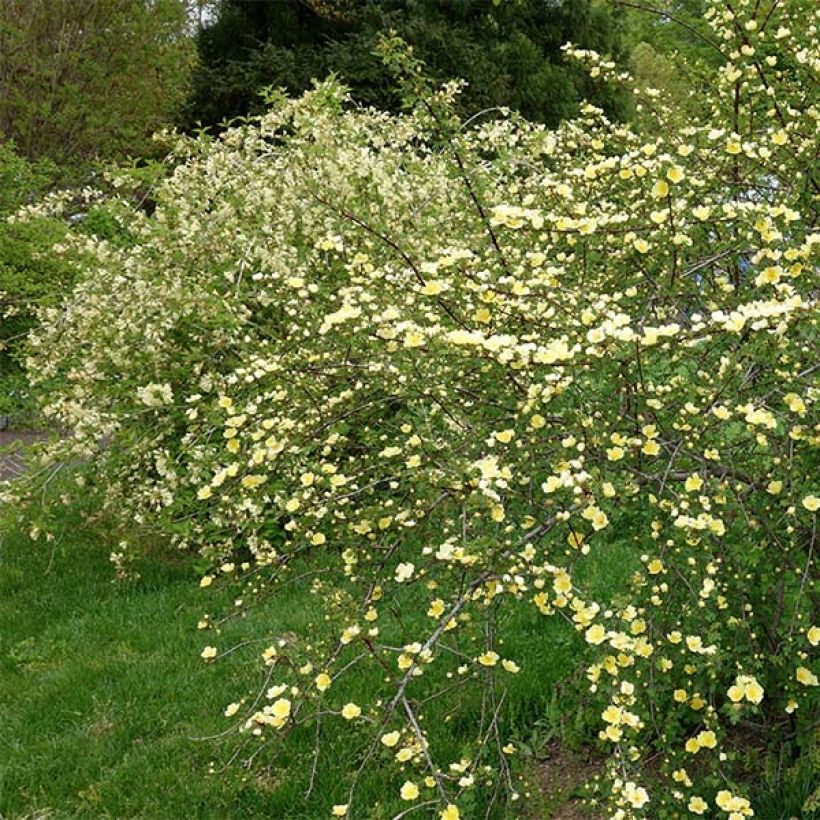 Rosa hugonis - Rosa botanico (Porto)