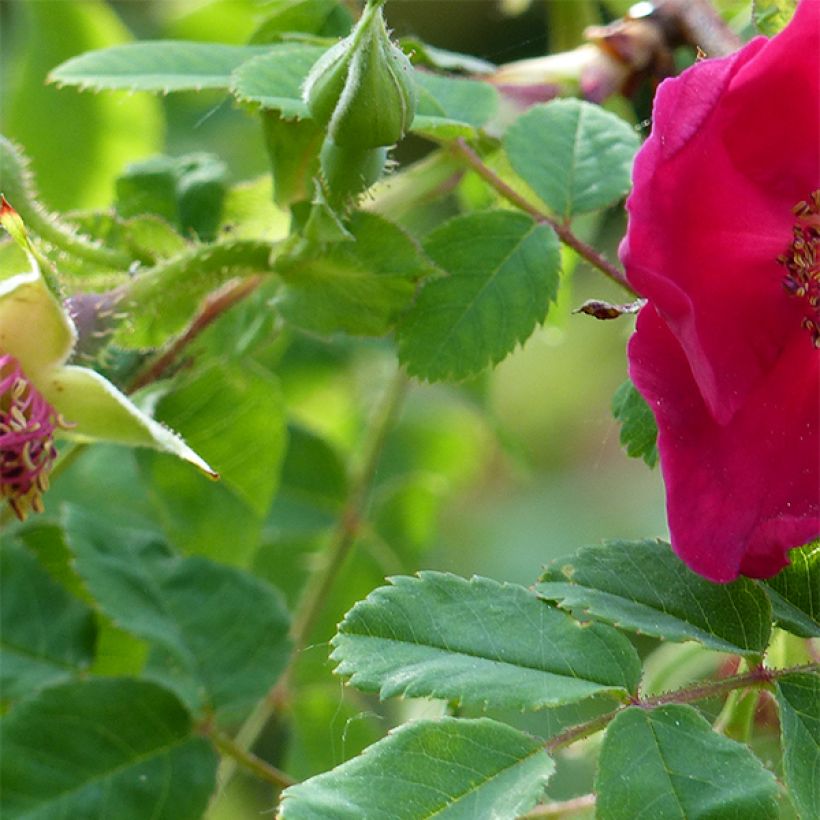 Rosa moyesii Geranium - Rose antica (Fogliame)