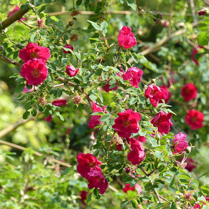 Rosa moyesii Geranium - Rose antica (Fioritura)