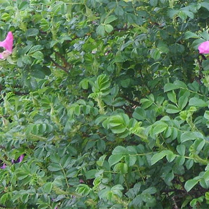 Rosa rugosa (Fogliame)