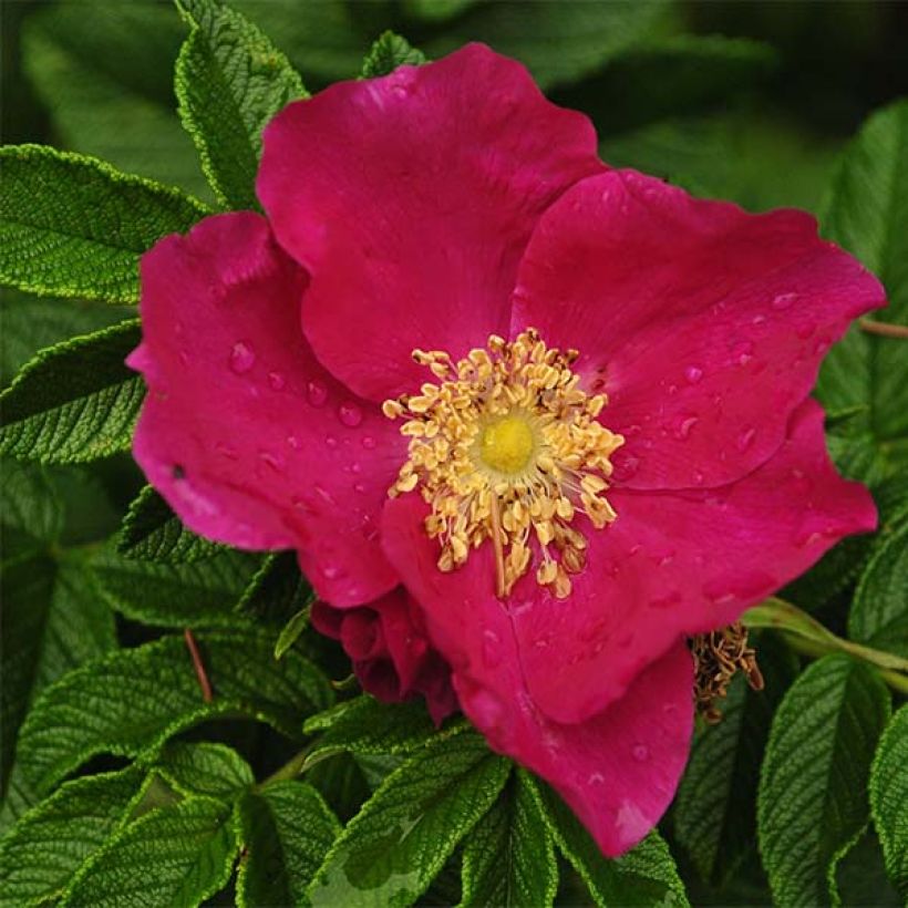 Rosa rugosa (Fioritura)