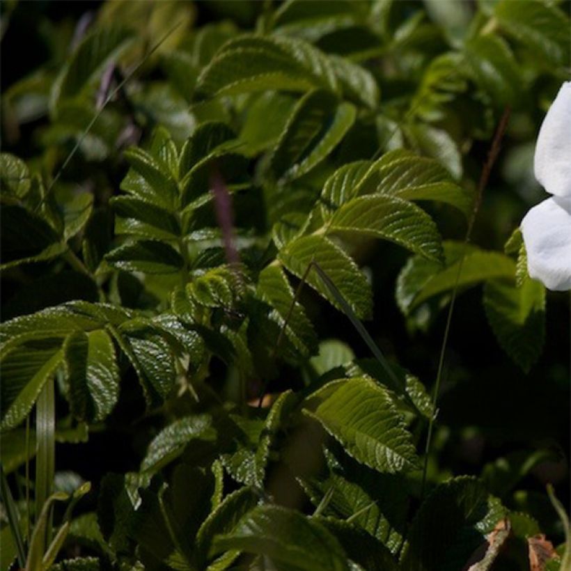 Rosa rugosa Alba (Fogliame)