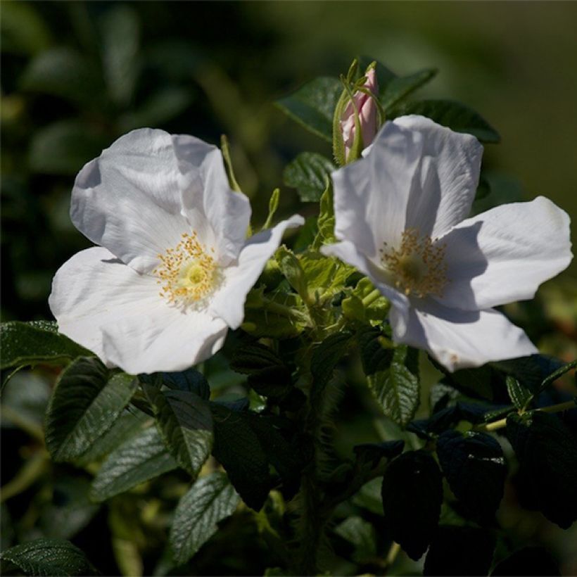 Rosa rugosa Alba (Fioritura)