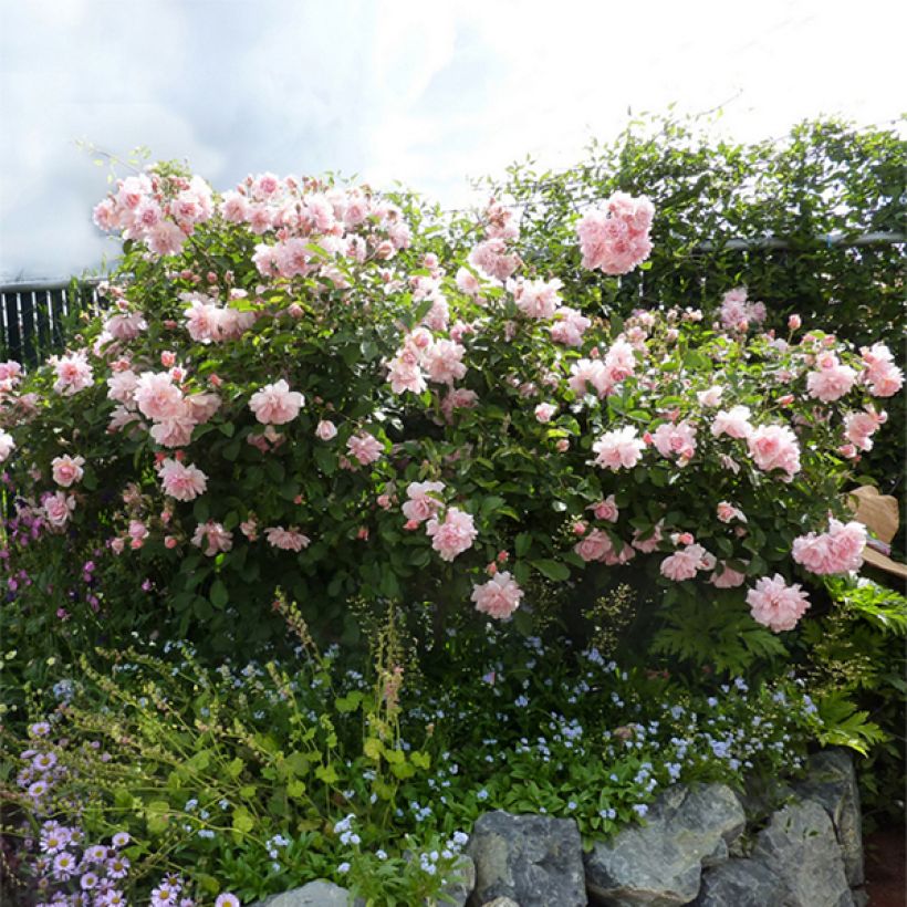 Rosa moscata Felicia (Porto)