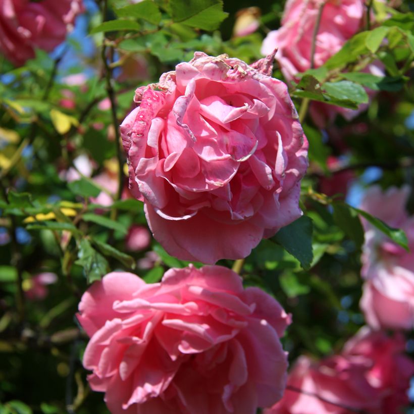 Rosa Mme Gregoire Staechelin (Fioritura)