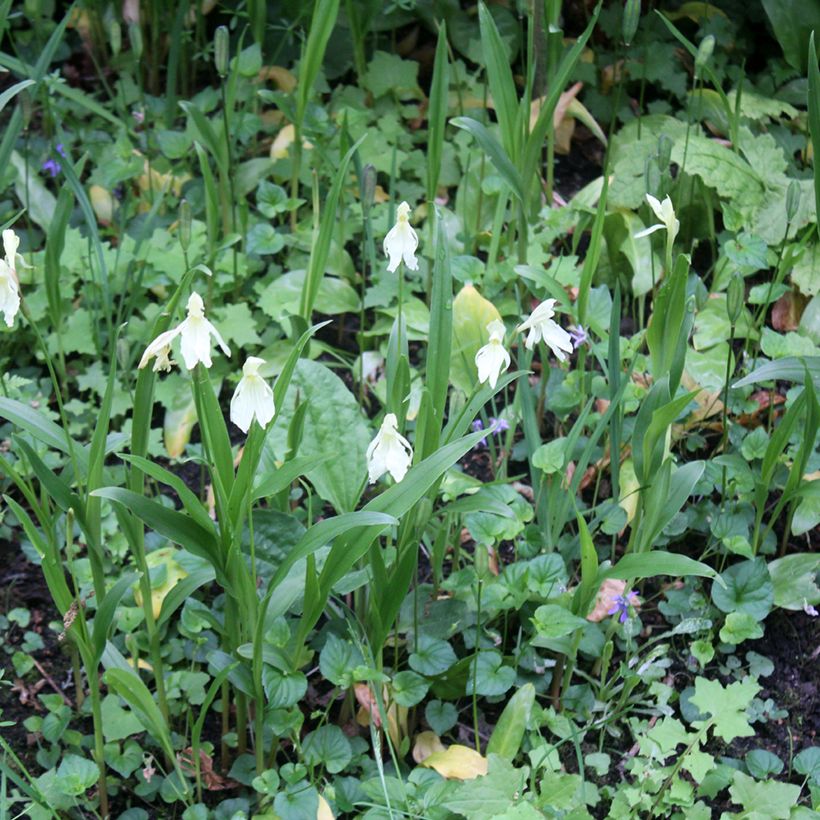 Roscoea cautleyoides (Porto)