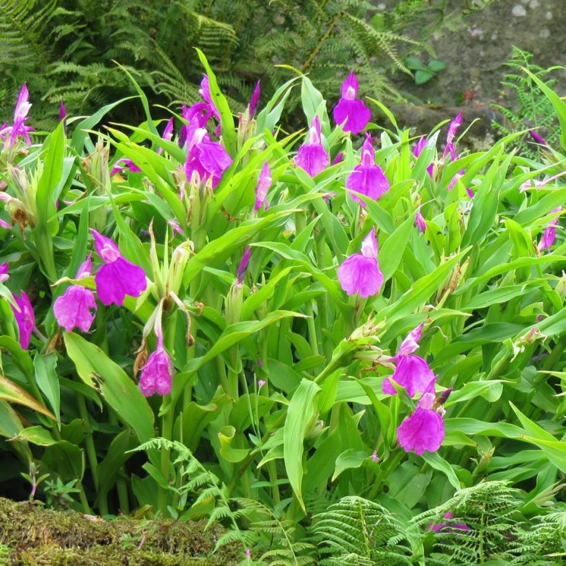 Roscoea purpurea (Porto)