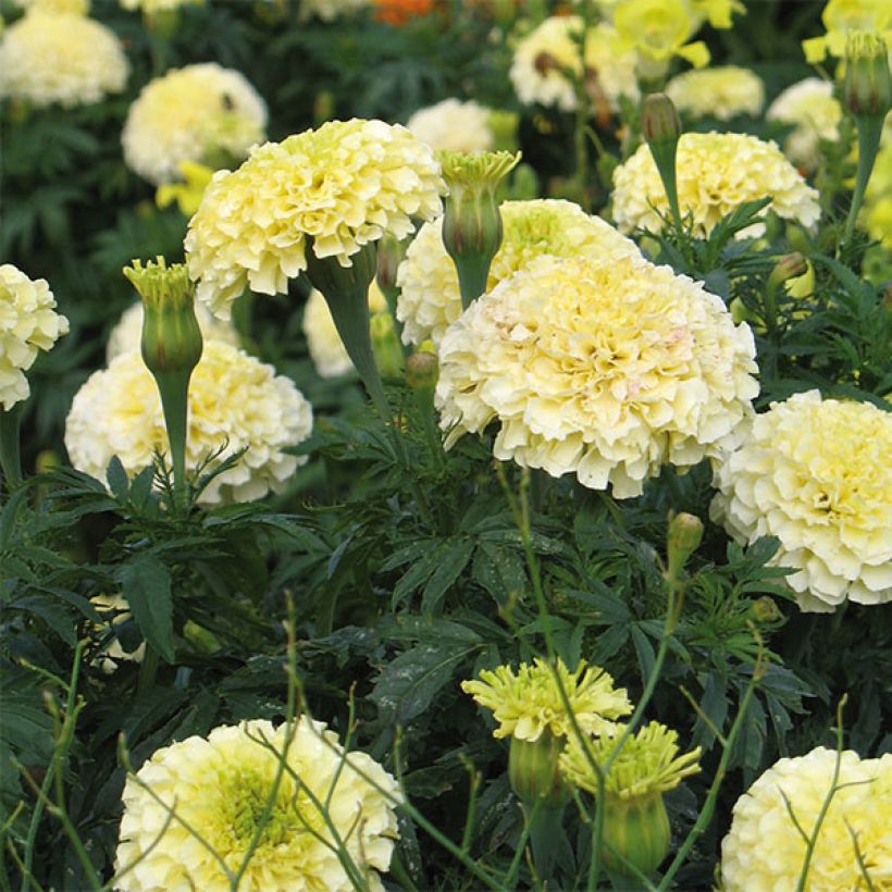 Tagetes erecta nana F1 Vanilla (Fioritura)