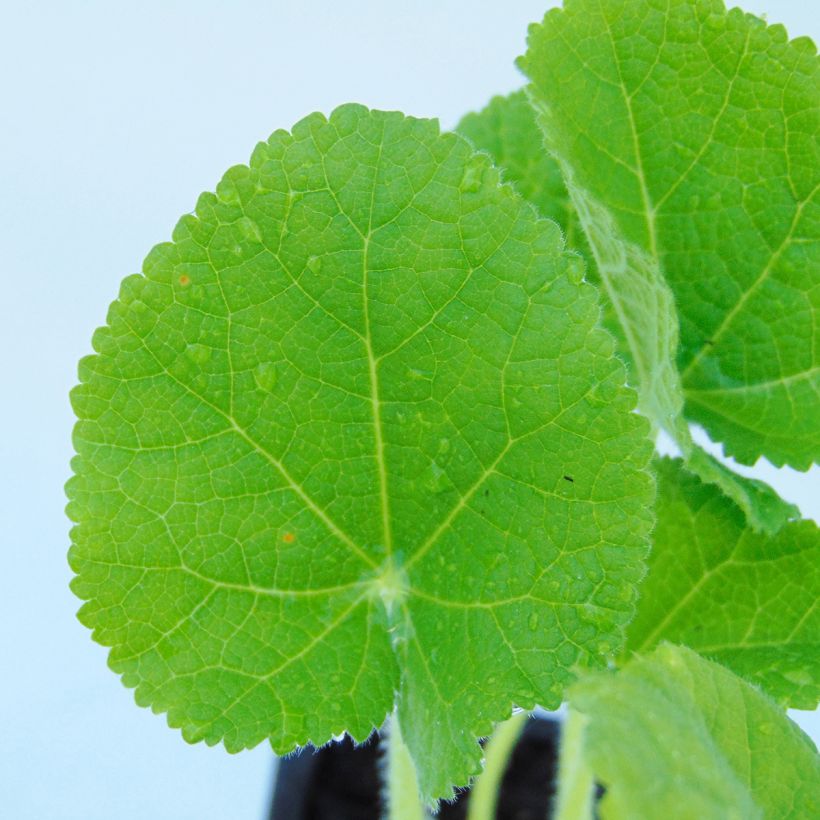 Alcea rosea Chater's Double Yellow - Malvarosa (Fogliame)