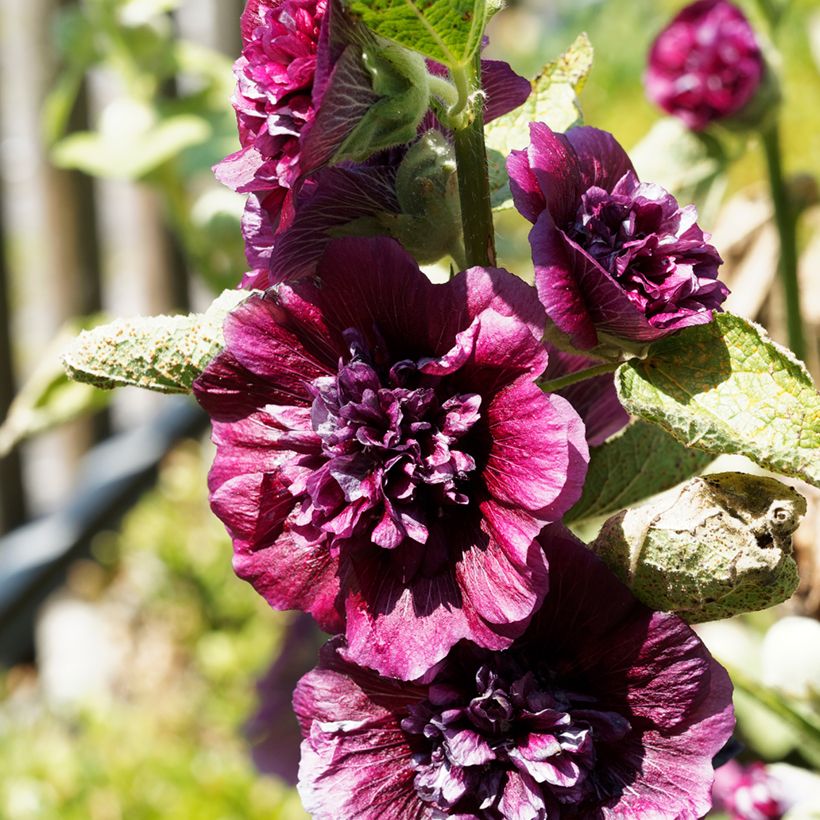 Alcea rosea Chater's Double Violet - Malvarosa (Fioritura)