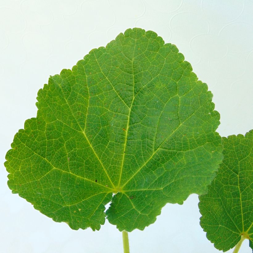 Alcea rosea Chater's Double Rosa - Malvarosa (Fogliame)