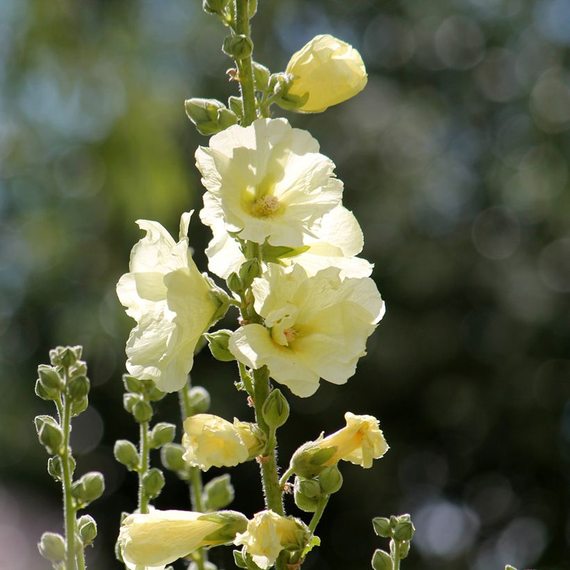 Alcea rosea Sunshine - Malvarosa (Fioritura)