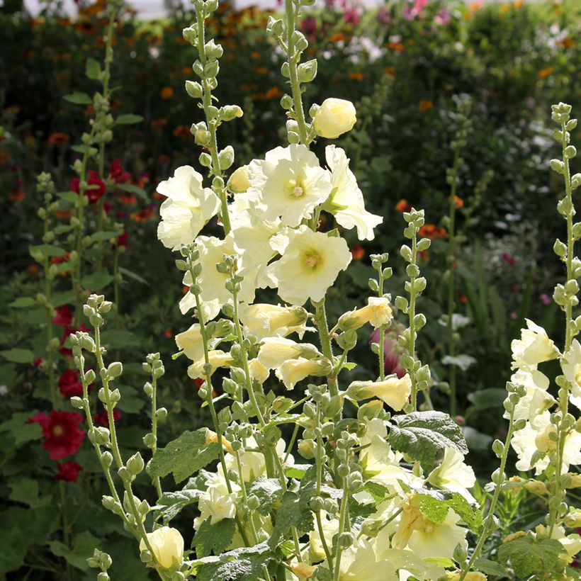 Alcea rosea Sunshine - Malvarosa (Porto)