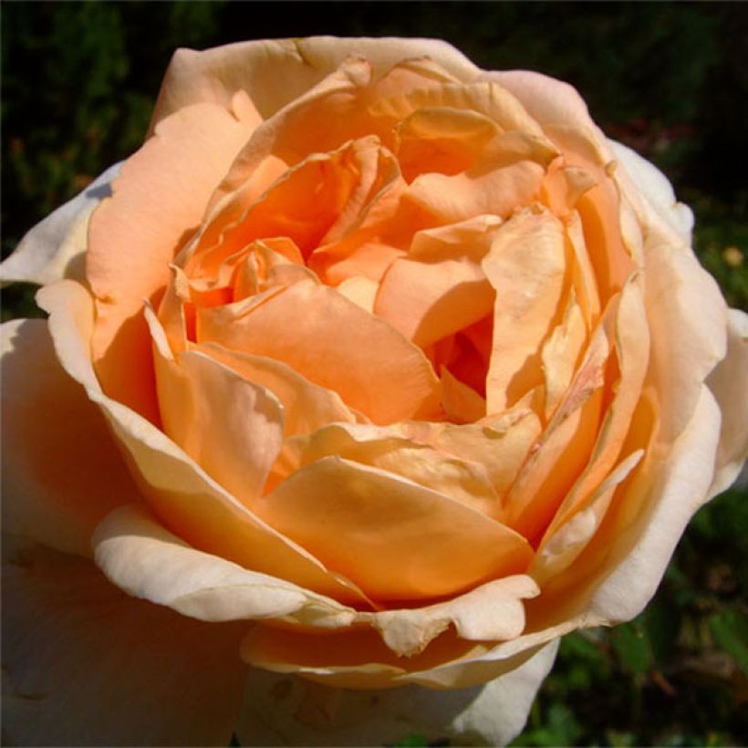 Rosa Abbaye de Cluny (Fioritura)