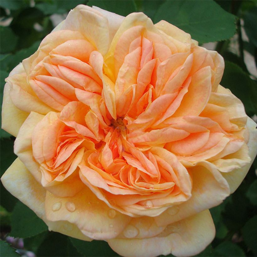 Rosa rampicante Alchymist (Fioritura)