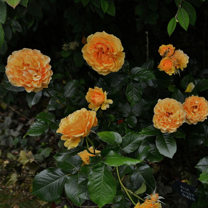 Rosa polyantha Amber Queen (Porto)