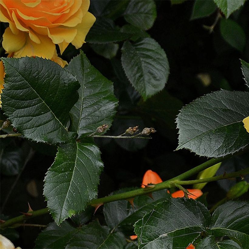 Rosa polyantha Amber Queen (Fogliame)