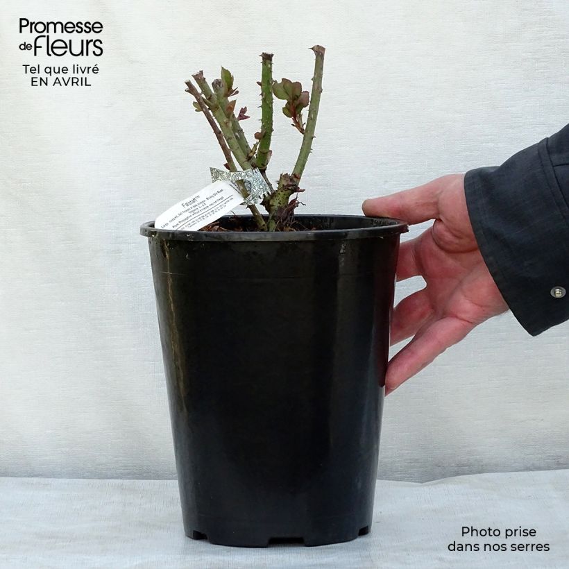 Rosier Anglais David Austin Falstaff Pot de 4L/5L esemplare consegnato in primavera