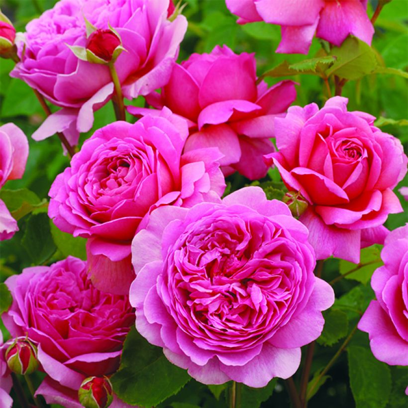 Rosa Princess Alexandra of Kent (Fioritura)