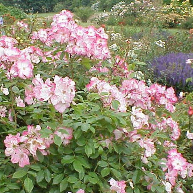 Rosa polyantha Rush lenmobri (Fioritura)