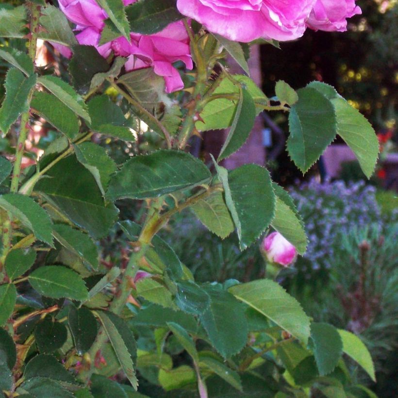 Rosa Rosier Baronne Prévost (Fogliame)