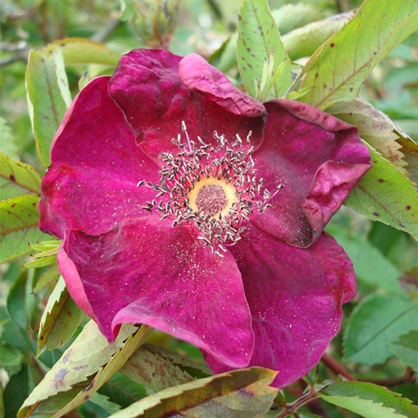 Rosa rugosa Basye's Purple Rose (Fioritura)