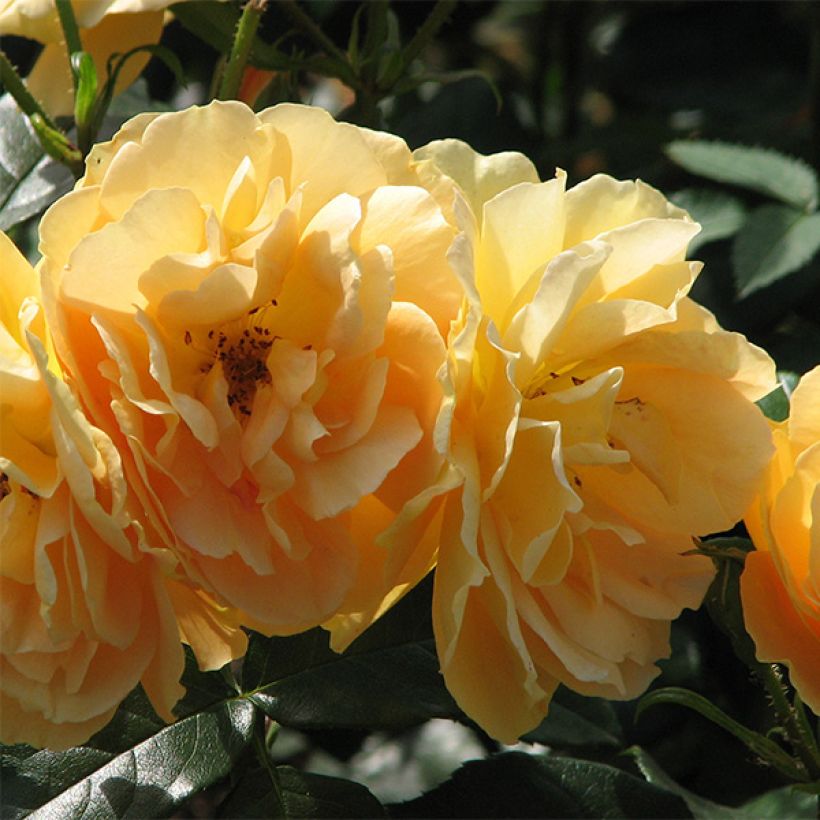 Rosa polyantha Bernstein Rose Taneitber (Fioritura)