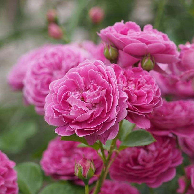 Rosa polyantha Blue Boy (Fioritura)