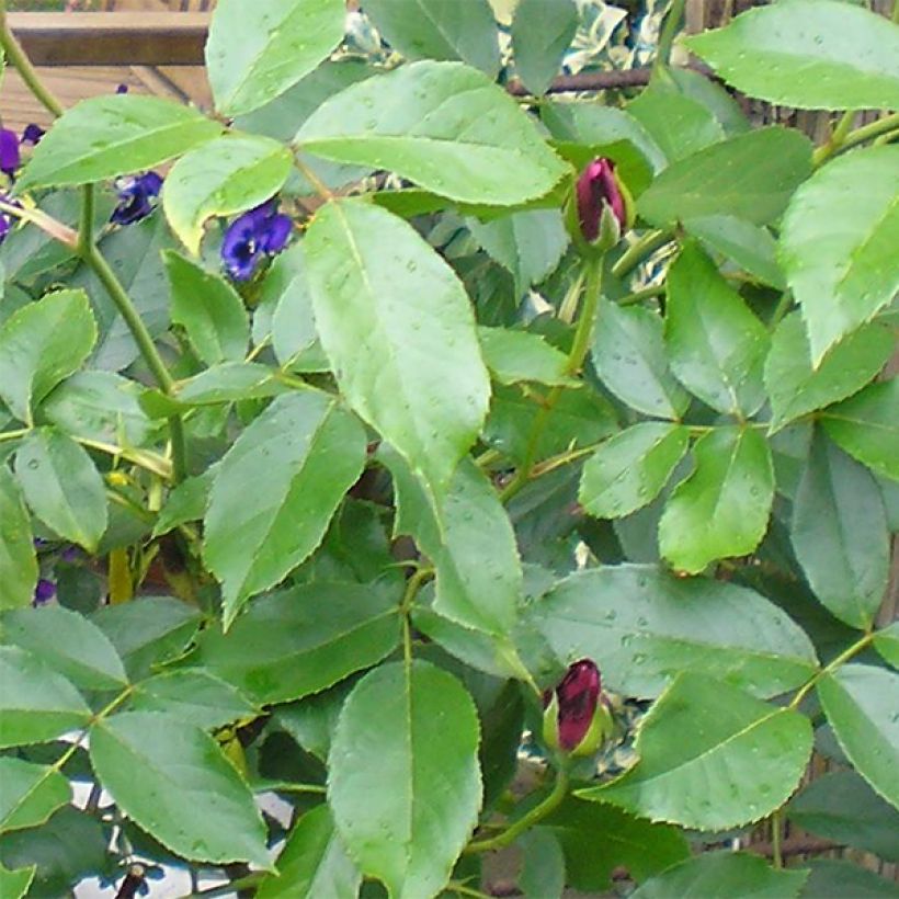 Rosa Floribunda Burgundy Ice (Fogliame)