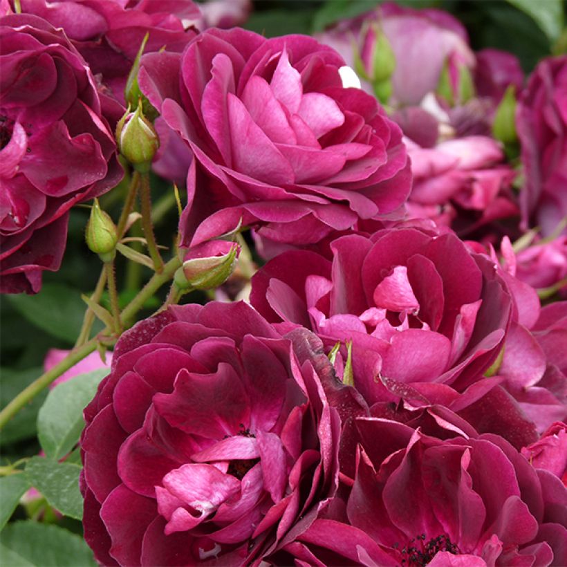 Rosa Floribunda Burgundy Ice (Fioritura)