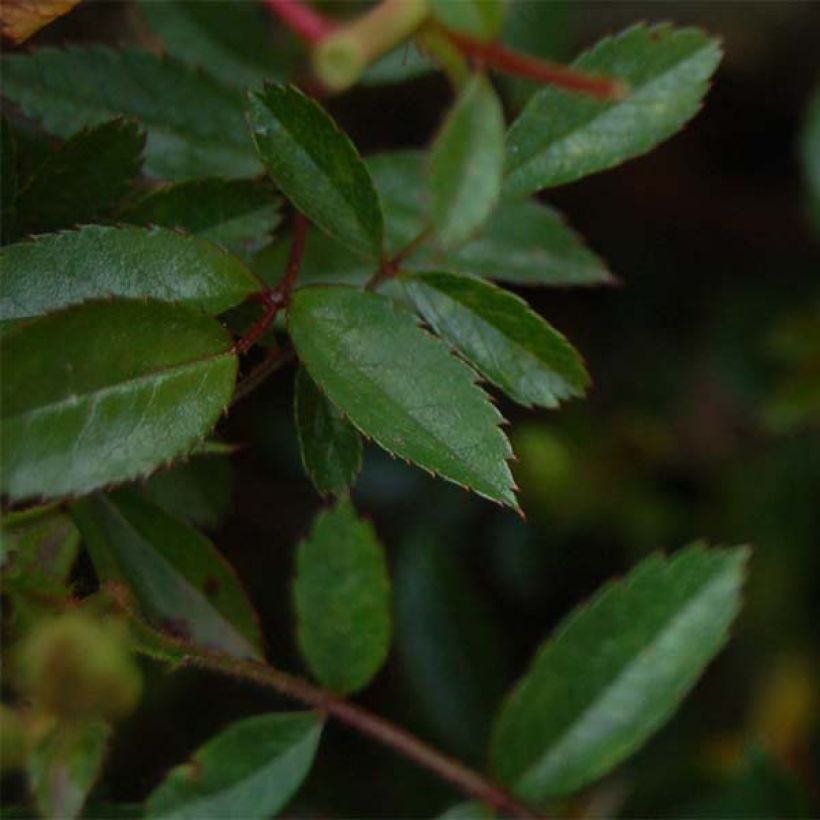 Rosa tappezzante Nozomi (Fogliame)