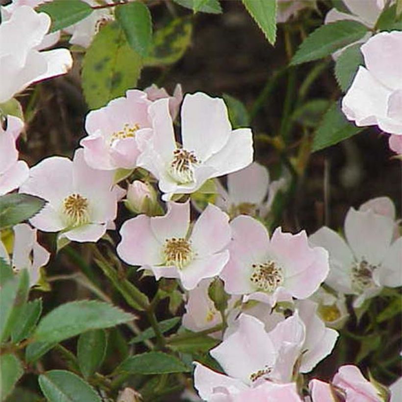 Rosa tappezzante Nozomi (Fioritura)