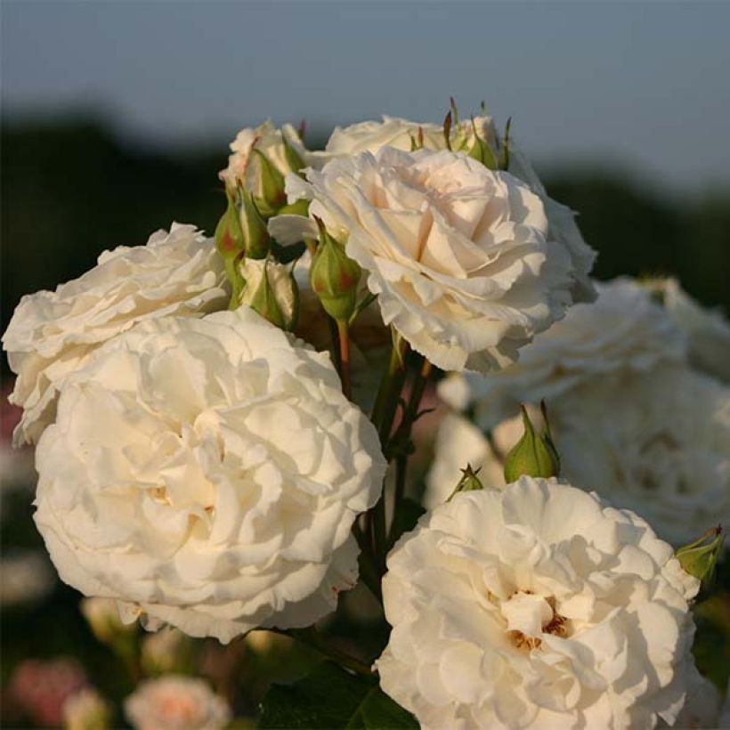 Rosa tappezzante Swany (Fioritura)