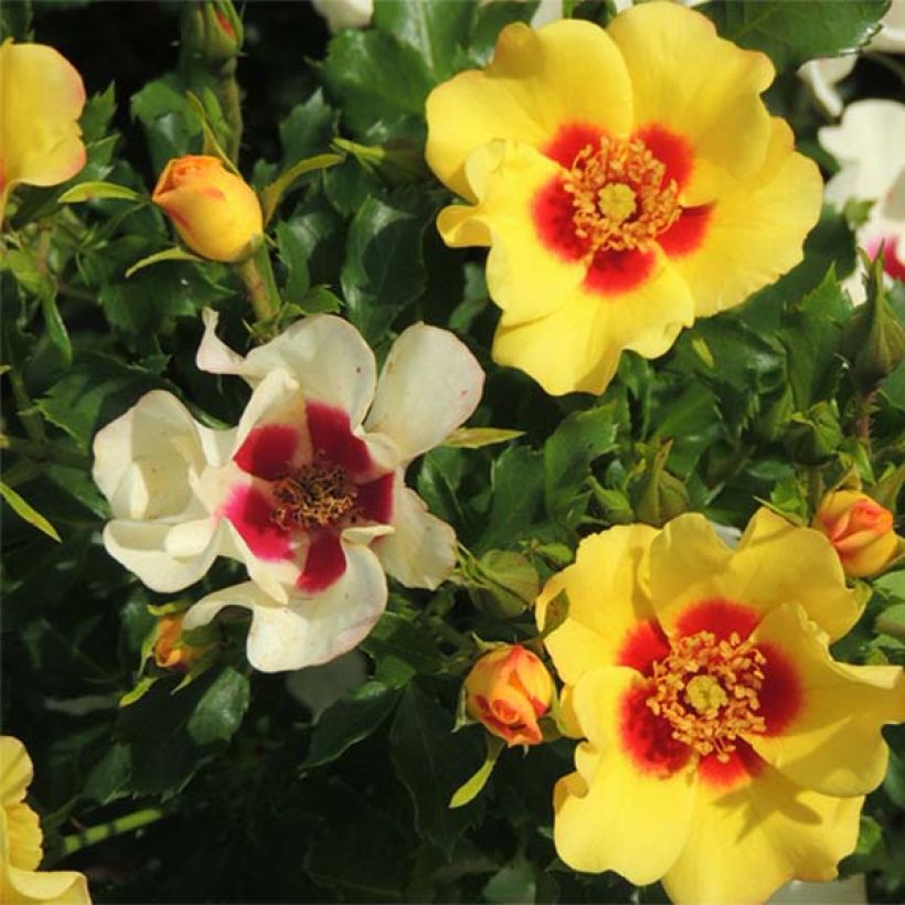 Rosa tappezzante Cream Babylon Eyes (Fioritura)