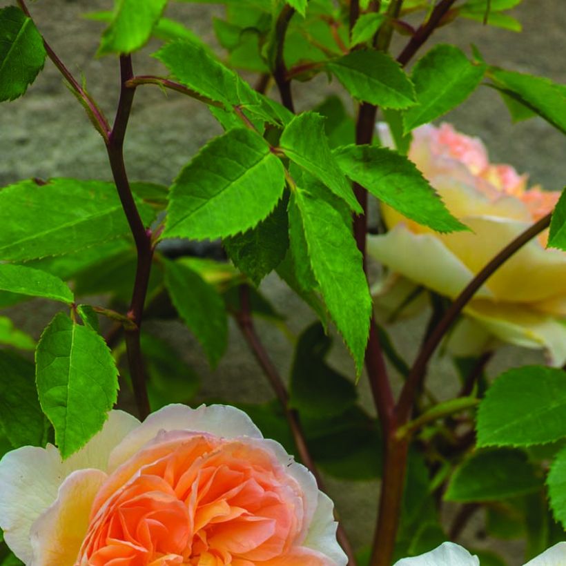 Rosa Bathsheba (Fogliame)