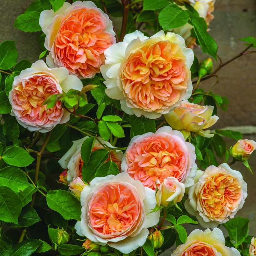 Rosa Bathsheba (Fioritura)