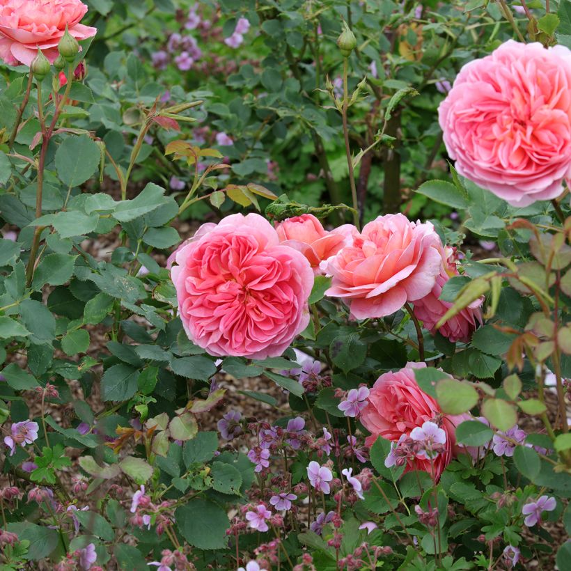 Rosa Boscobel (Porto)