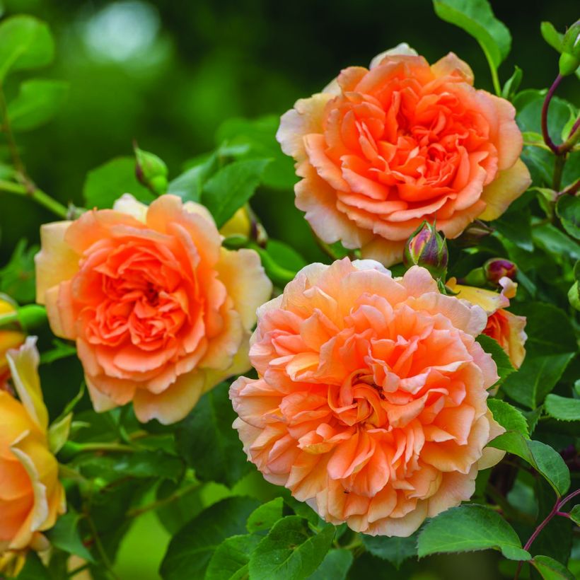 Rosa Dame Judi Dench (Fioritura)