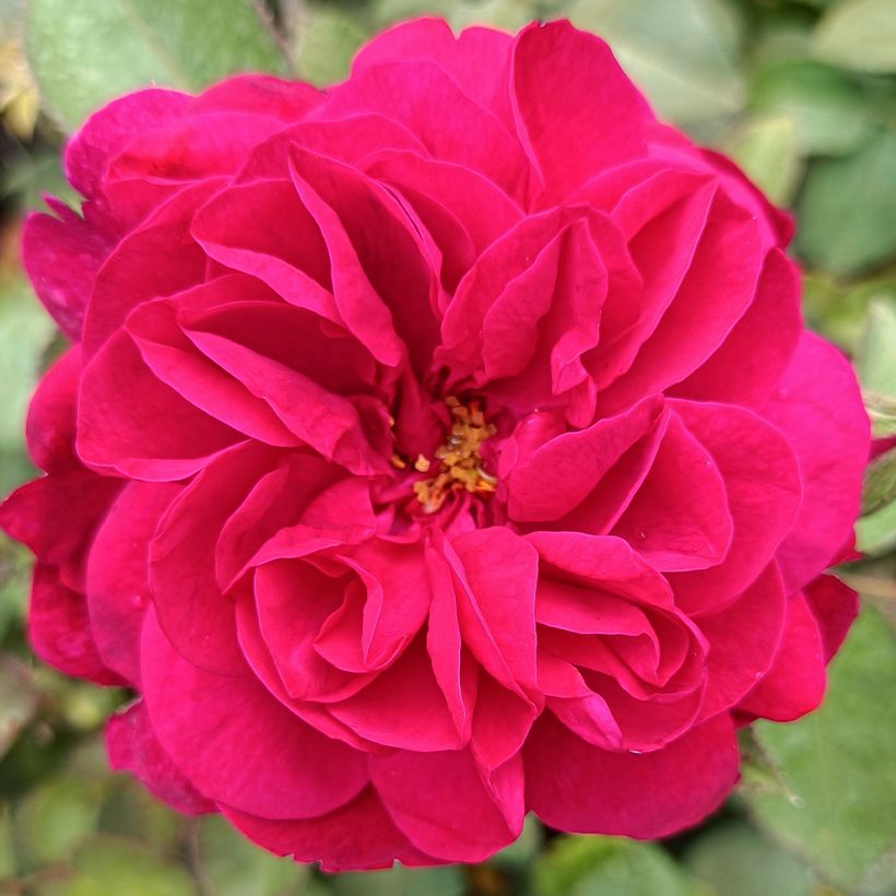 Rosa Darcey Bussel (Fioritura)