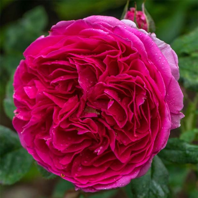 Rosa Heathcliff (Fioritura)