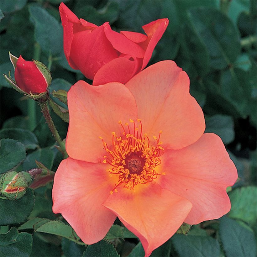 Rosa Morning Mist (Fioritura)