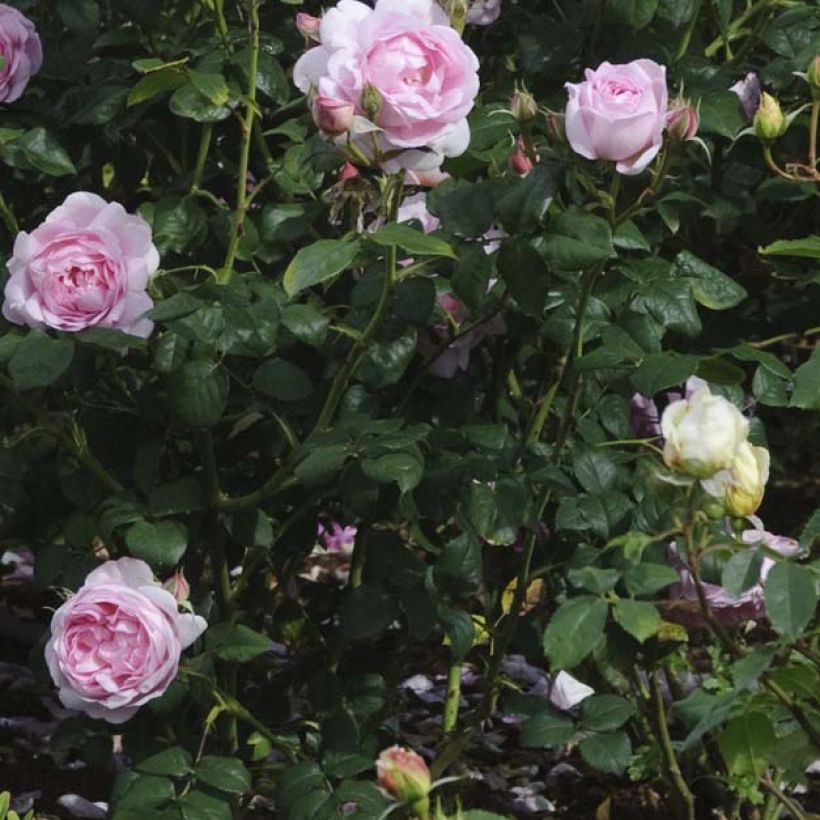 Rosa Scepter'd Isle (Fogliame)