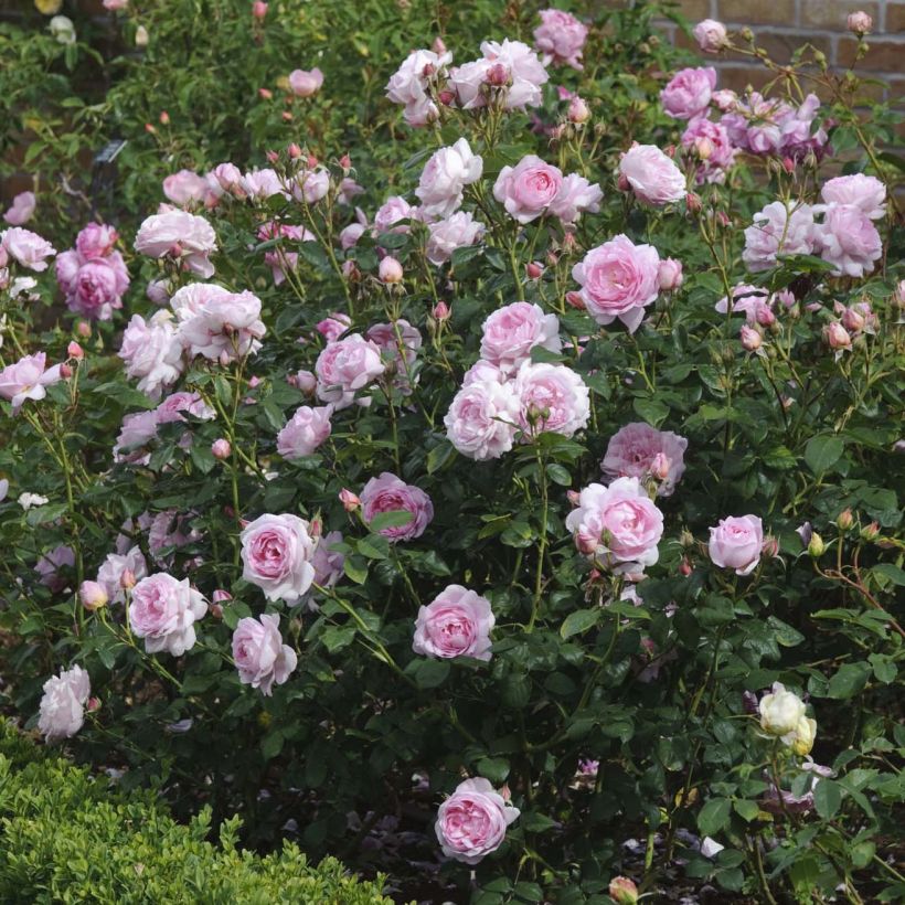 Rosa Scepter'd Isle (Fioritura)